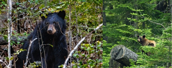 Staying Safe in Bear Country