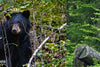 Staying Safe in Bear Country