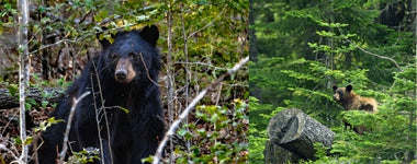 Staying Safe in Bear Country