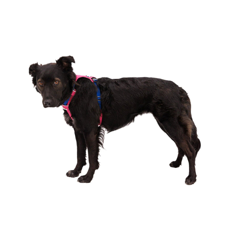 Load image into Gallery viewer, Ruffwear Hi & Light Harness
