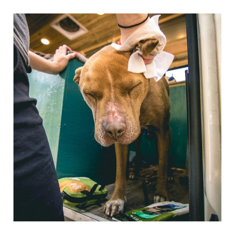 Load image into Gallery viewer, Adventure Medical Kit Adventure Dog Wipes, 8"x8", Pkg./8