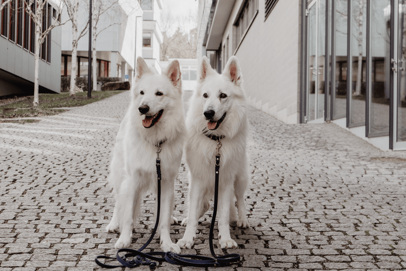 Load image into Gallery viewer, Butter Leather 3x Adjustable Dog Leash - Navy Blue by Molly And Stitch US