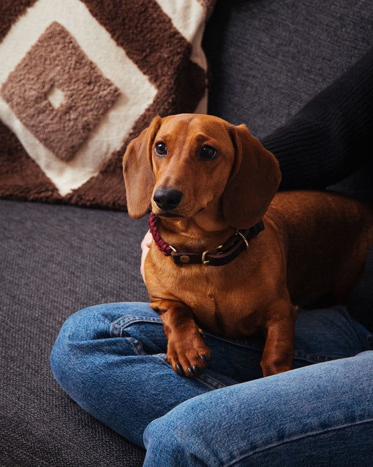 Touch of Leather Dog Collar - Redwine by Molly And Stitch US