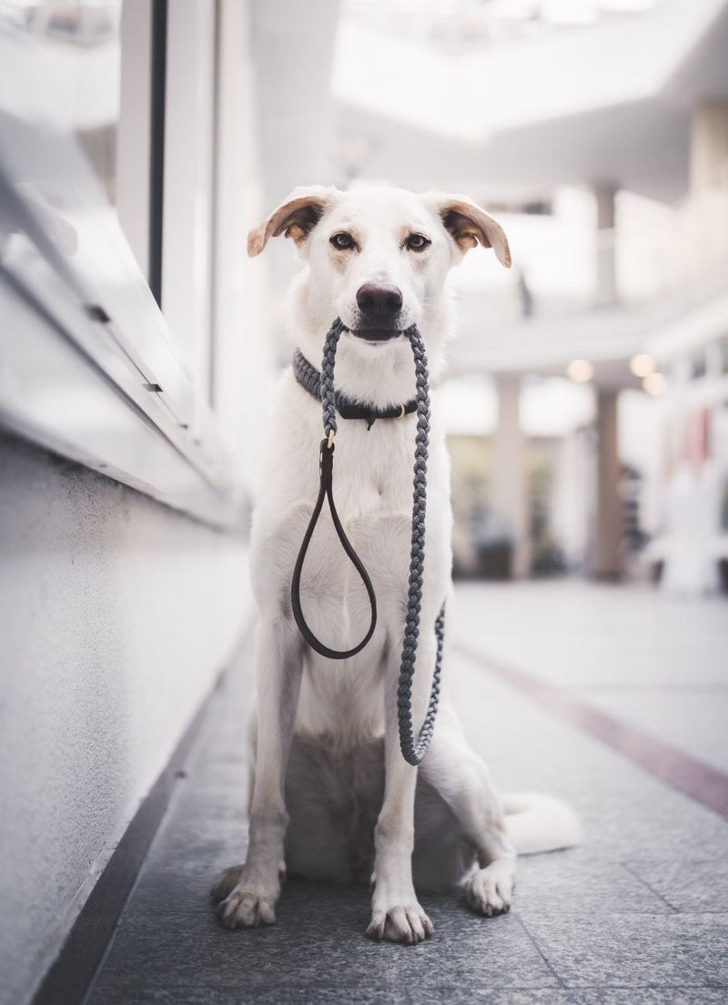 Load image into Gallery viewer, Touch of Leather Dog Leash - Grey by Molly And Stitch US