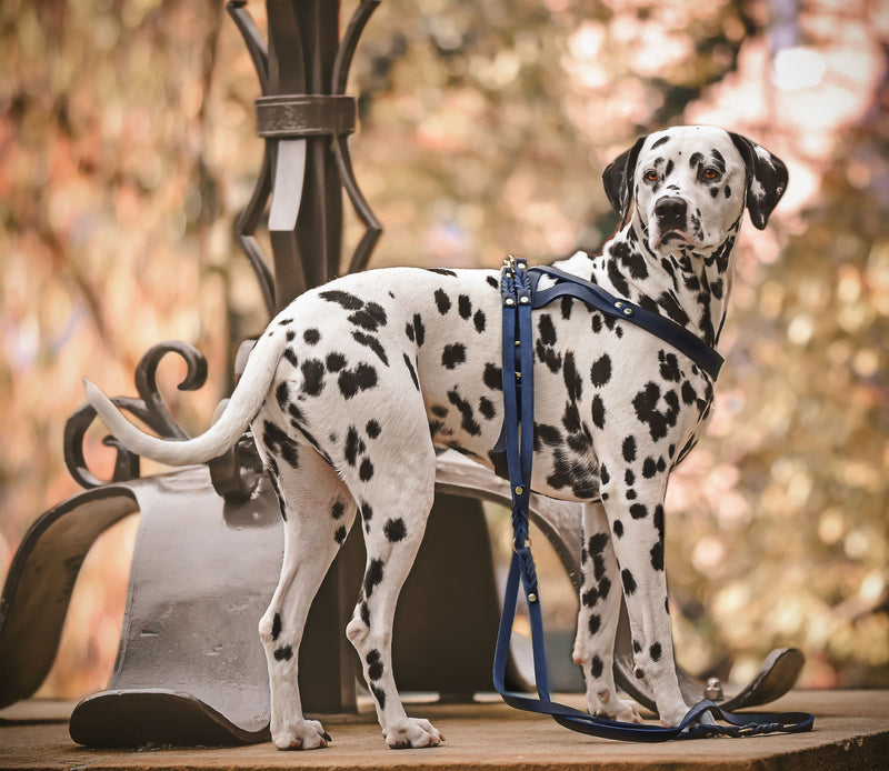 Load image into Gallery viewer, Butter Leather 3x Adjustable Dog Leash - Navy Blue by Molly And Stitch US