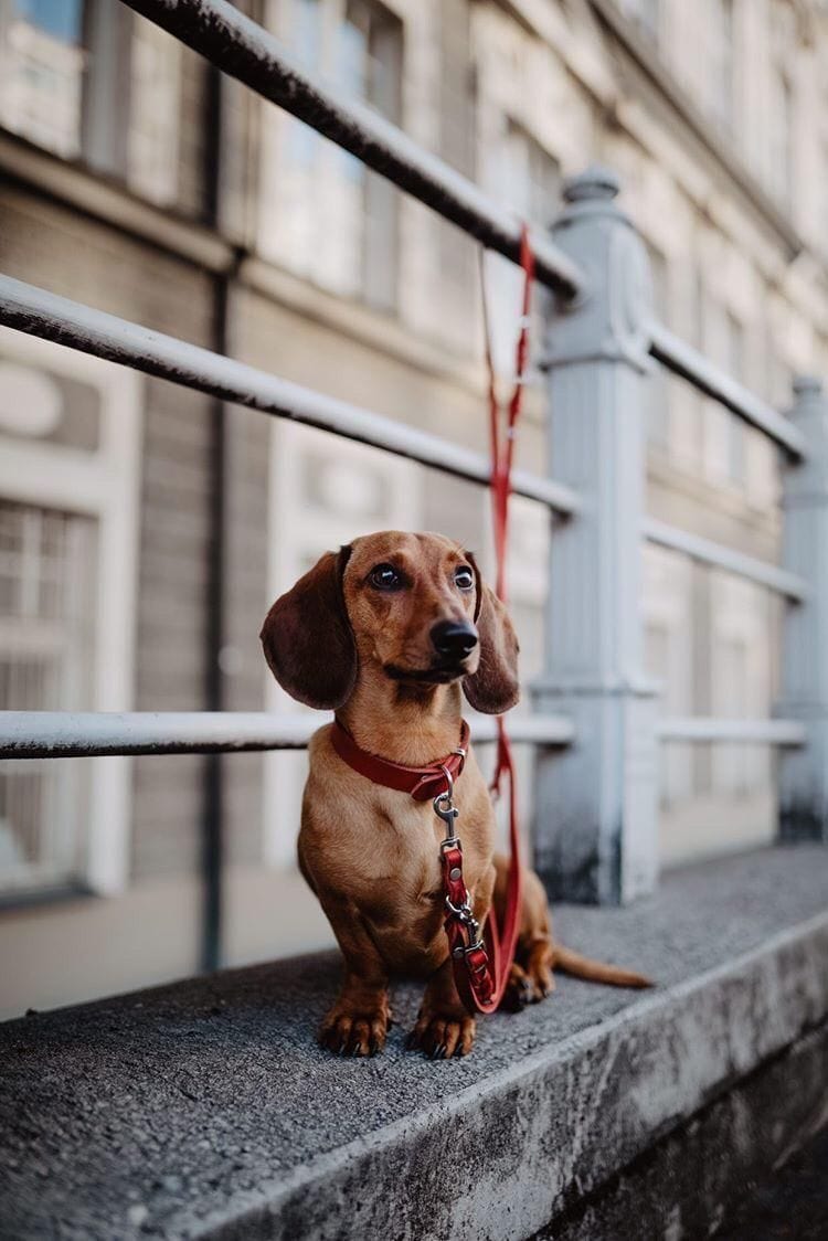 Load image into Gallery viewer, Butter Leather 3x Adjustable Dog Leash - Chili Red by Molly And Stitch US