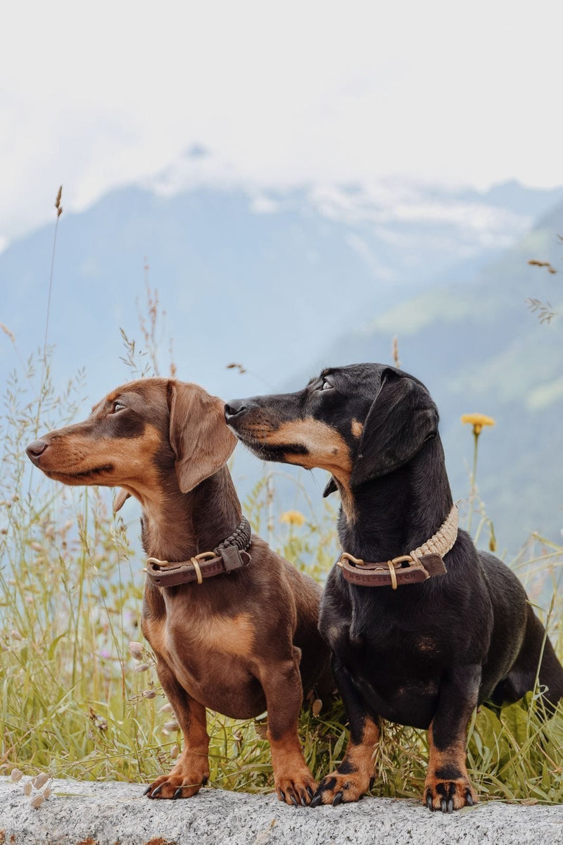 Load image into Gallery viewer, Touch of Leather Dog Collar - Chocolate by Molly And Stitch US