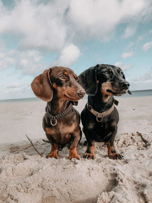 Touch of Leather Dog Collar - Chocolate by Molly And Stitch US