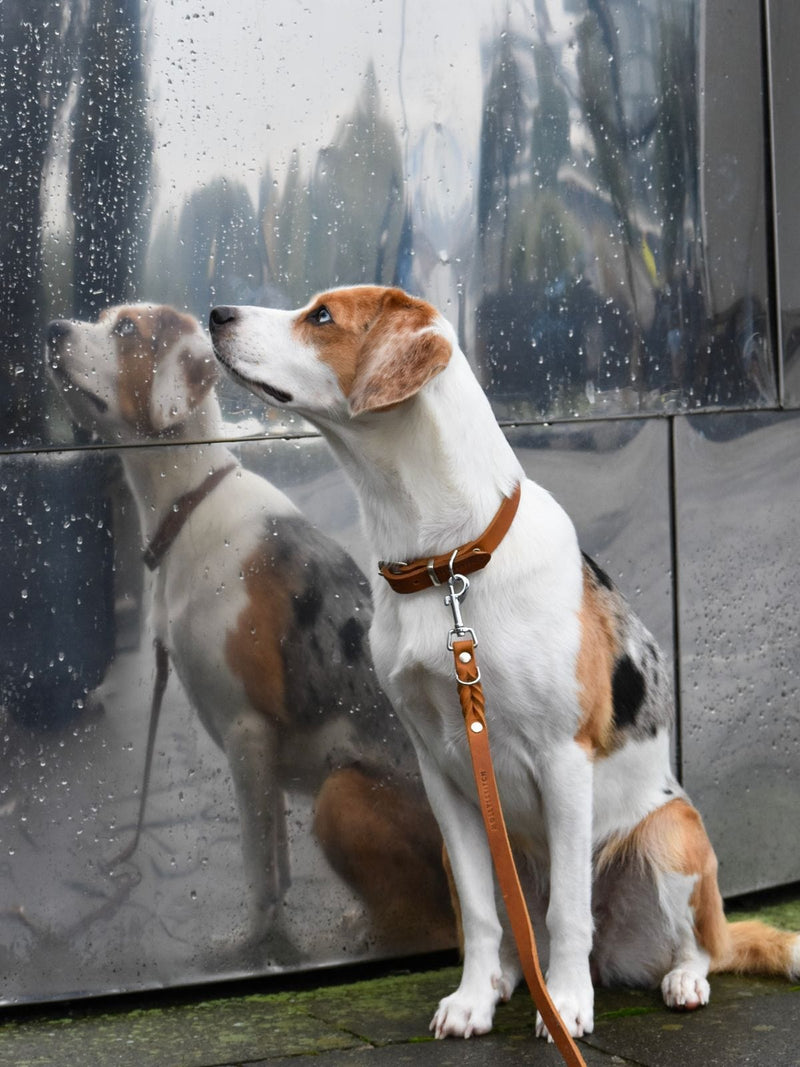 Load image into Gallery viewer, Butter Leather Dog Collar - Sahara Cognac by Molly And Stitch US