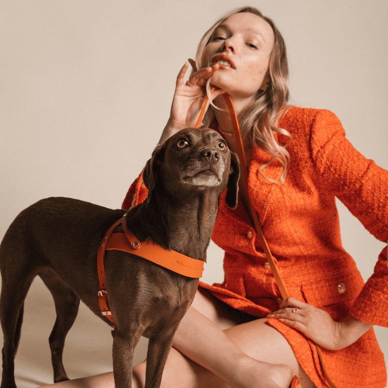 Load image into Gallery viewer, Butter Leather City Dog Leash - Mango by Molly And Stitch US