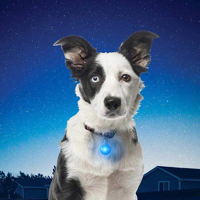 Load image into Gallery viewer, Nite Ize SpotLit Plastic Collar Light