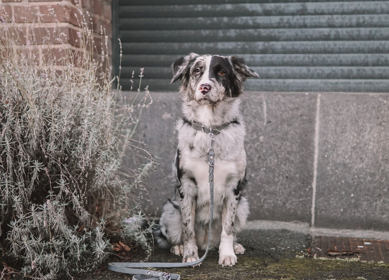 Load image into Gallery viewer, Butter Leather Dog Collar - Timeless Grey by Molly And Stitch US