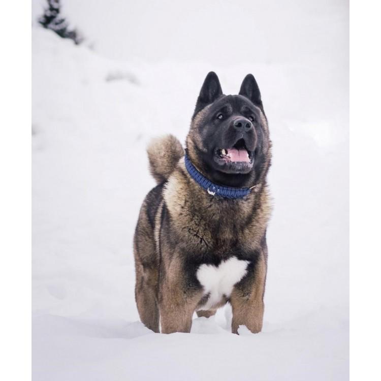 Load image into Gallery viewer, Touch of Leather Dog Collar - Navy by Molly And Stitch US