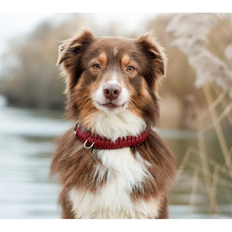 Load image into Gallery viewer, Touch of Leather Dog Collar - Redwine by Molly And Stitch US