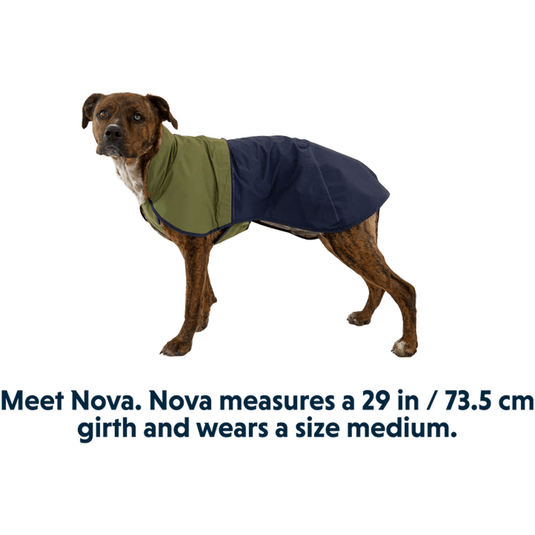 Dog wearing a green and navy coat on a white background