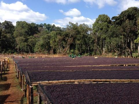 Ethiopian Gadeb Yirgacheffe Natural | Naturally Grown | Reserve | Light Roast (Roaster's Pick) by Black Powder Coffee