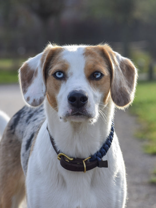 Touch of Leather Dog Collar - Navy by Molly And Stitch US