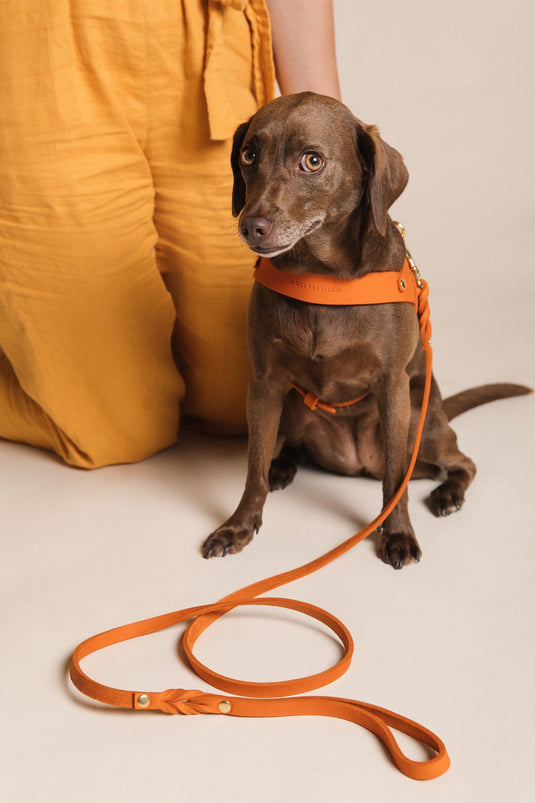 Butter Leather City Dog Leash - Mango by Molly And Stitch US