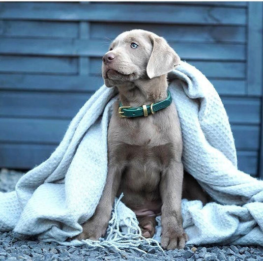 Butter Leather Dog Collar - Forest Green by Molly And Stitch US