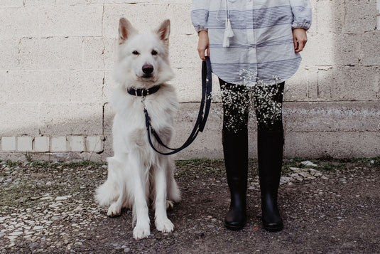 Butter Leather Dog Collar - Navy Blue by Molly And Stitch US