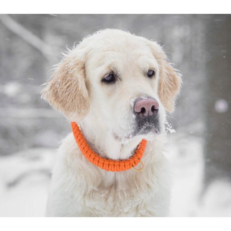 Load image into Gallery viewer, Touch of Leather Dog Collar - Pumpkin by Molly And Stitch US
